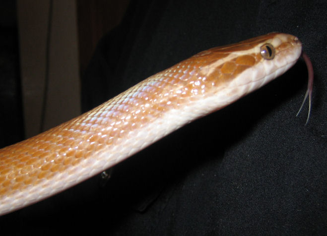 cinnamon-headclose.jpg