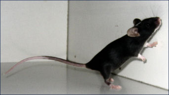 jonesymouse.jpg