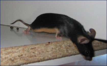 ringtail.jpg