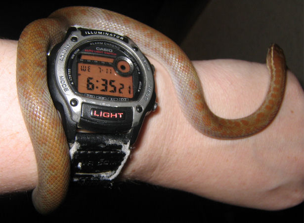 pepper-inhand.jpg